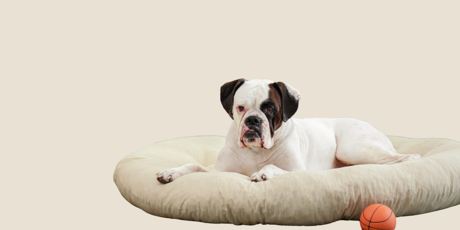 Pet Beds & Furniture