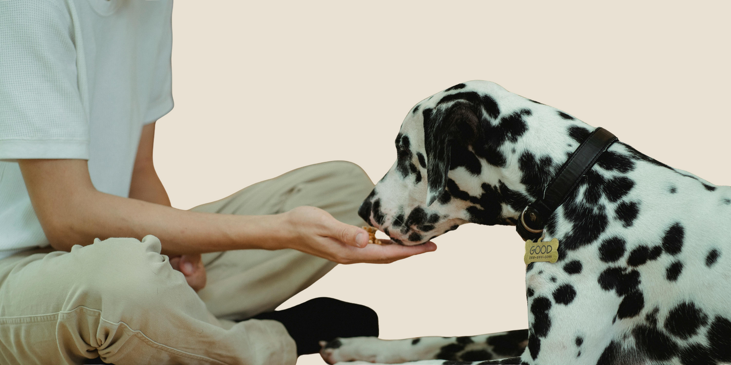 Pet Food & Treats