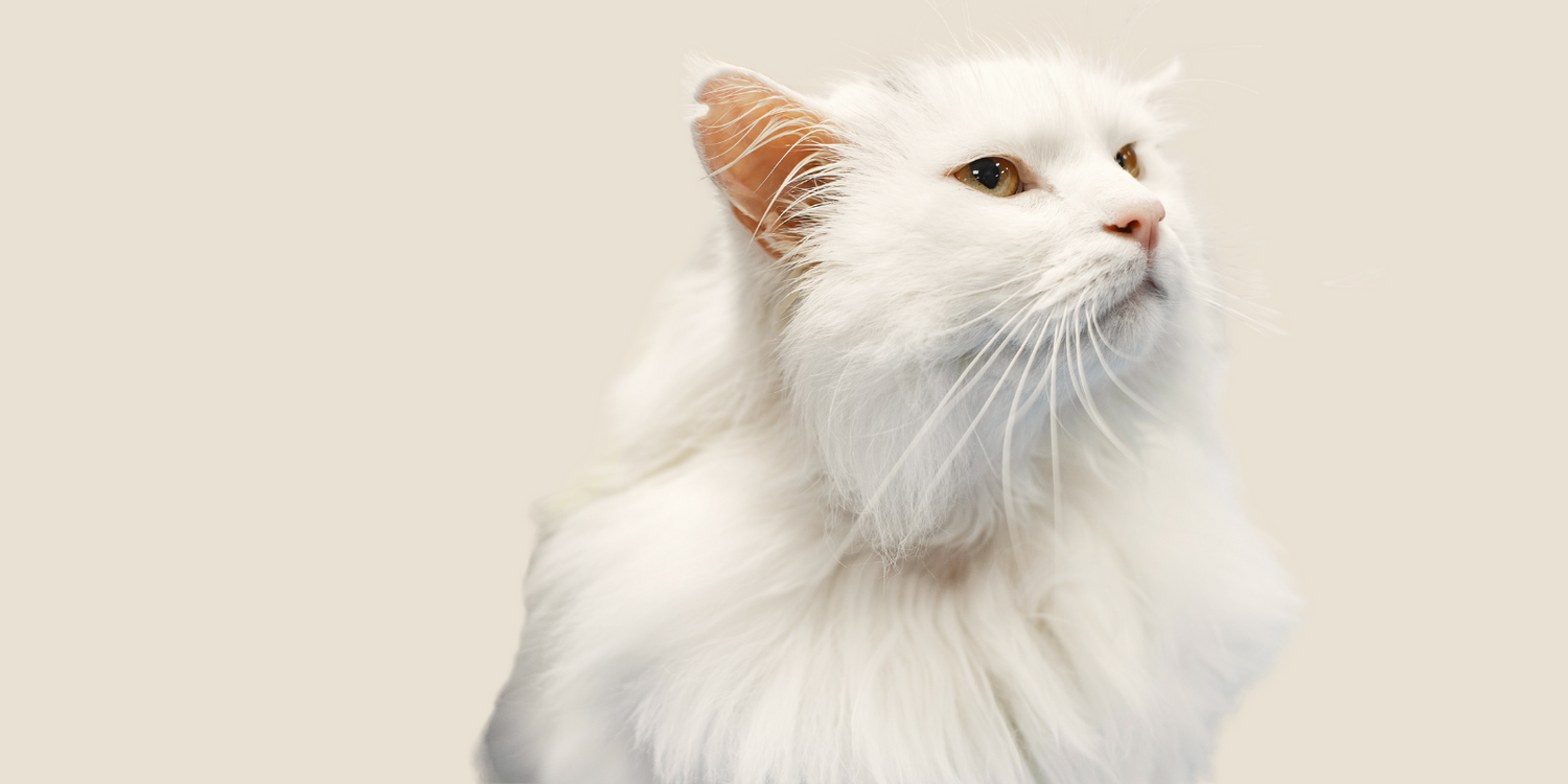 Pet Grooming Products