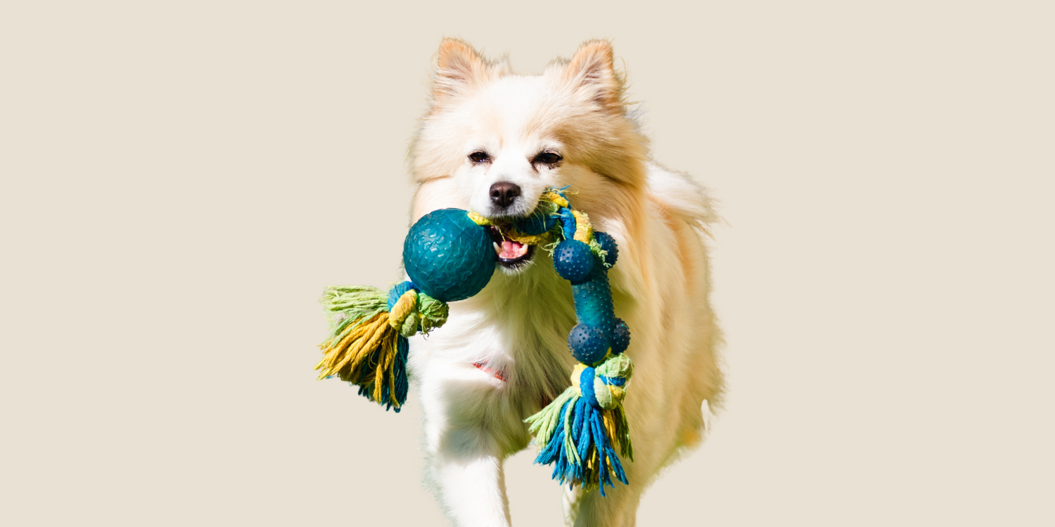 Pet Toys